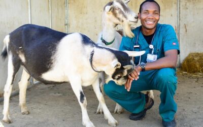 Associate of Science – Veterinary Science